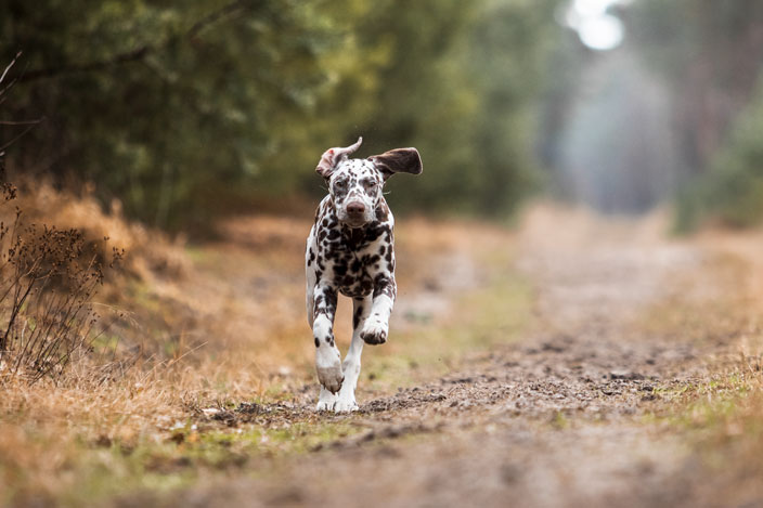 Rennender Dalmatiner